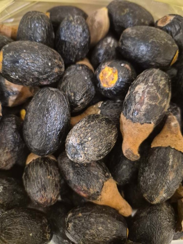 Dabai - Kembayau - Borneo-Olive - Canarium odontophyllum